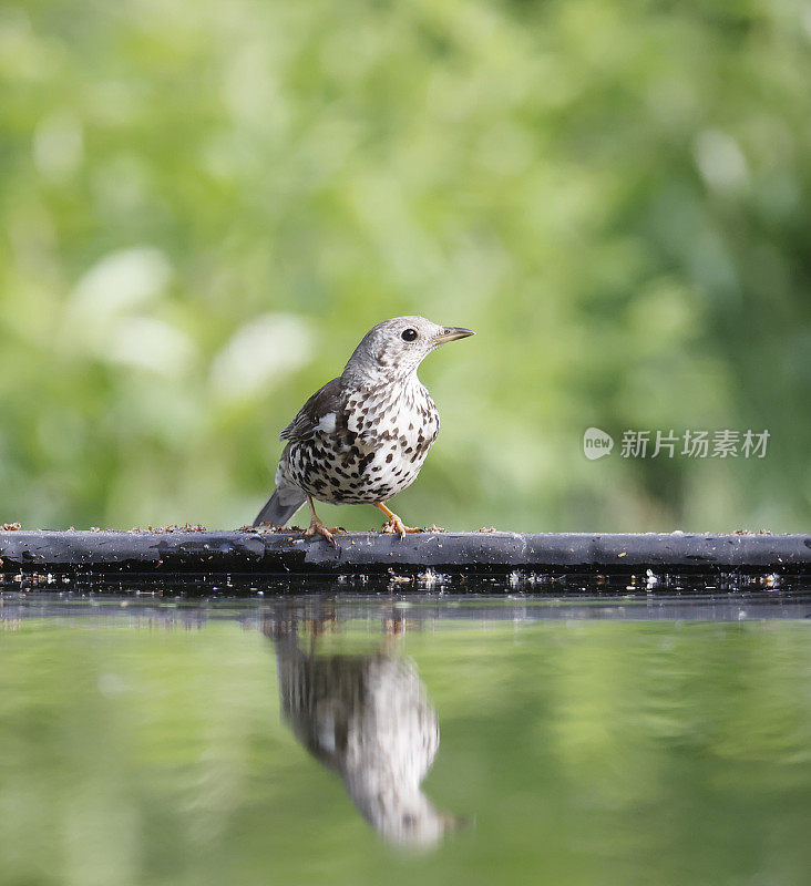 画眉(Turdus viscivorus)